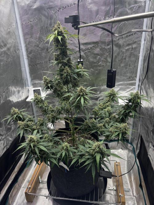 Grow#2. Week 8 - Mimosa Orange Punch.