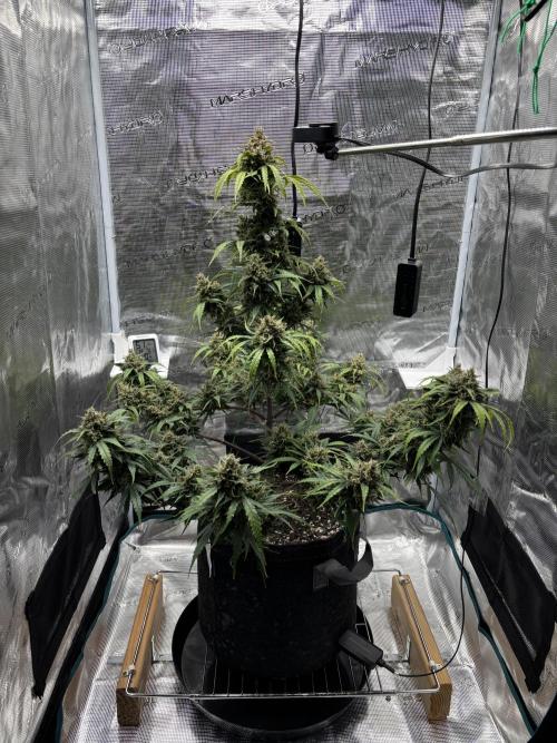 Grow#2. Week 9 - Mimosa Orange Punch.  Buds getting bigger.  Looks good, happy so far.
