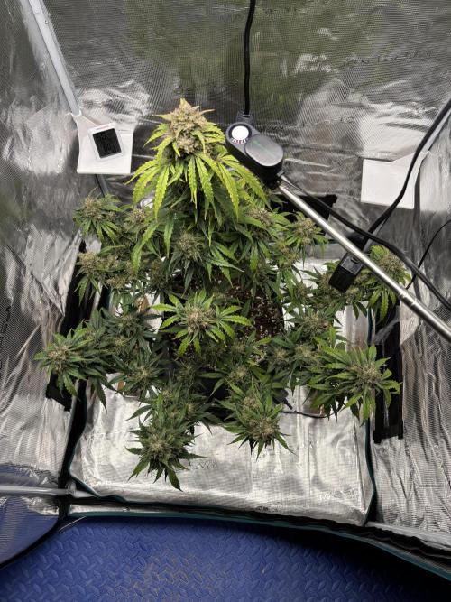 Grow#2. Week 9 - Mimosa Orange Punch.  Top view