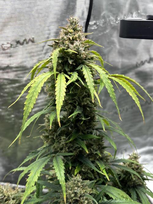 Grow#2. Week 9 - Mimosa Orange Punch top cola