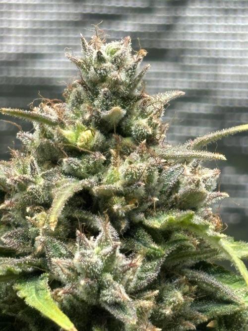 Grow#2. Week 9 - Mimosa Orange Punch top bud.
