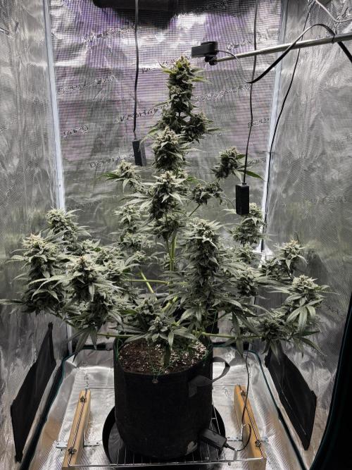 Grow#2. Week 9 - Pipe Light Kent.  Buds getting bigger.  Looks good, happy so far.