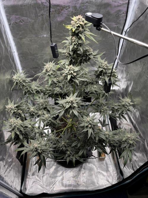 Grow#2. Week 9 - Pipe Light Kent top view