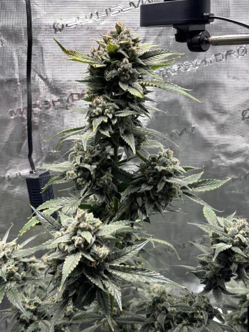 Grow#2. Week 9 - Pipe Light Kent top cola
