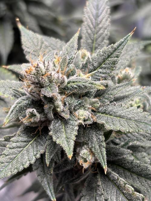 Grow#2. Week 9 - Pipe Light Kent bud
