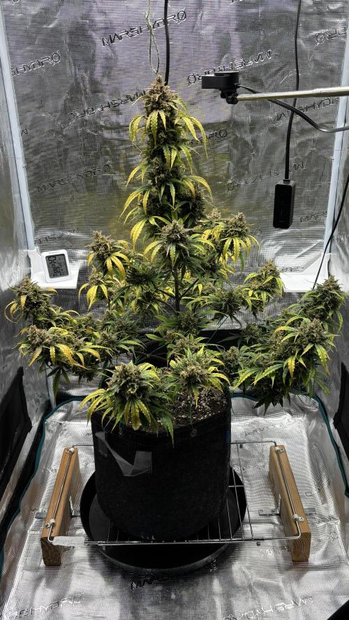 Grow#2. Week 10 - Mimosa Orange Punch