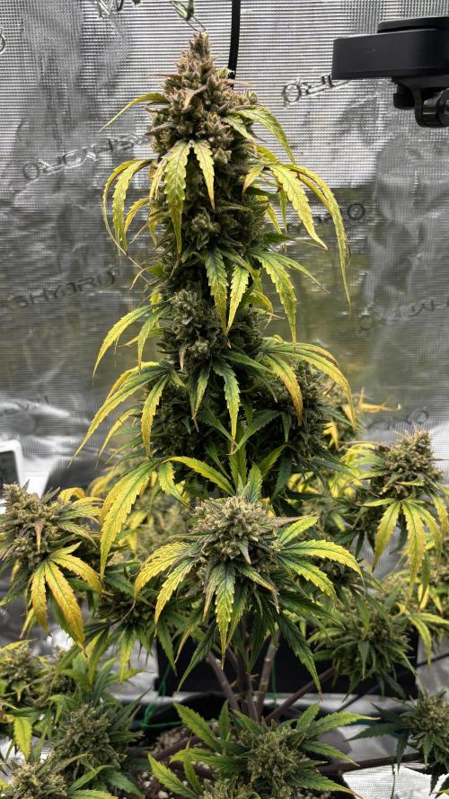 Grow#2. Week 10 - Mimosa Orange Punch top cola