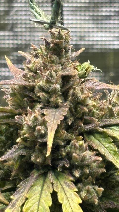 Grow#2. Week 10 - Mimosa Orange Punch top cola bud
