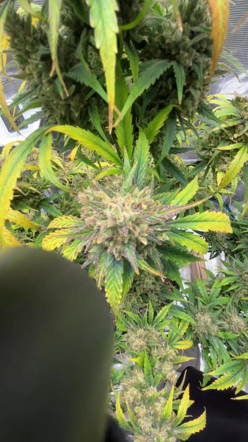 Grow#2