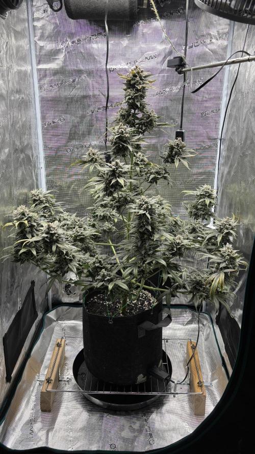 Grow#2. Week 10 - Pipe Light Kent