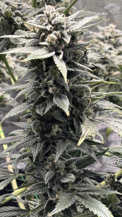 Grow#2. Week 10 - Pipe Light Kent cola