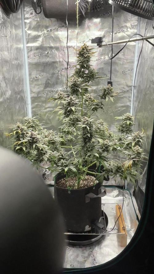 Grow#2