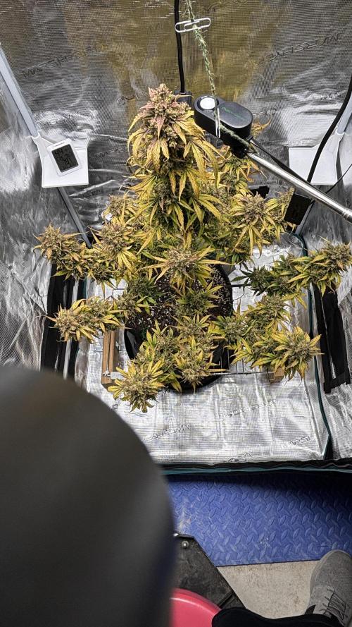 Grow#2. Week 11 - Mimosa 