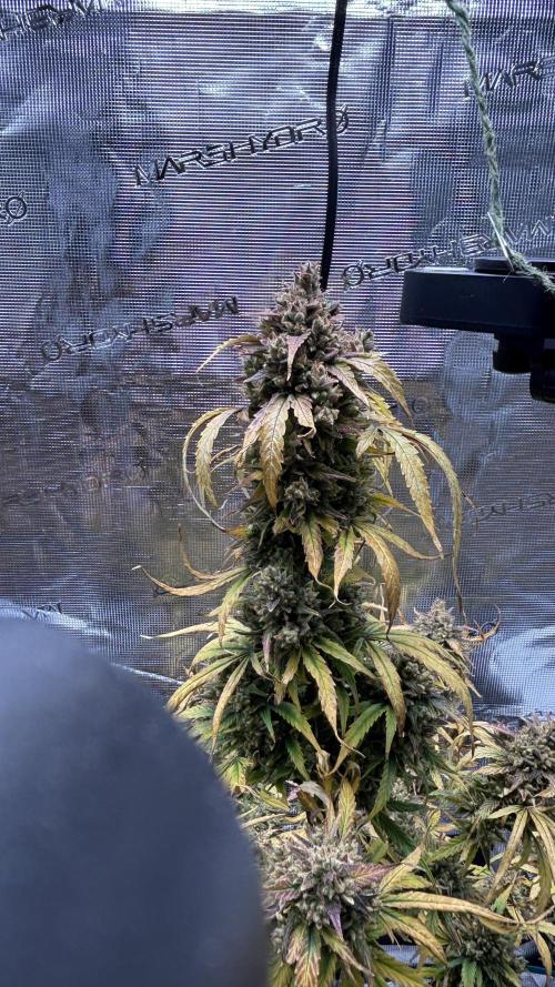 Grow#2. Week 11 - Mimosa top cola