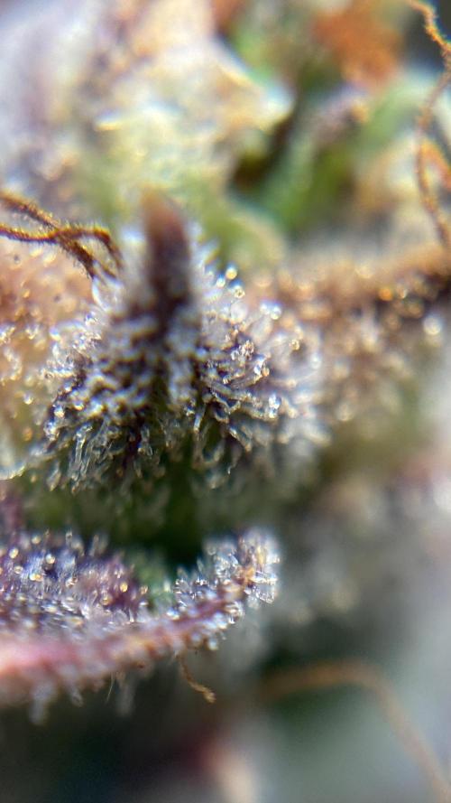 Grow#2. Week 11 - Mimosa trichomes