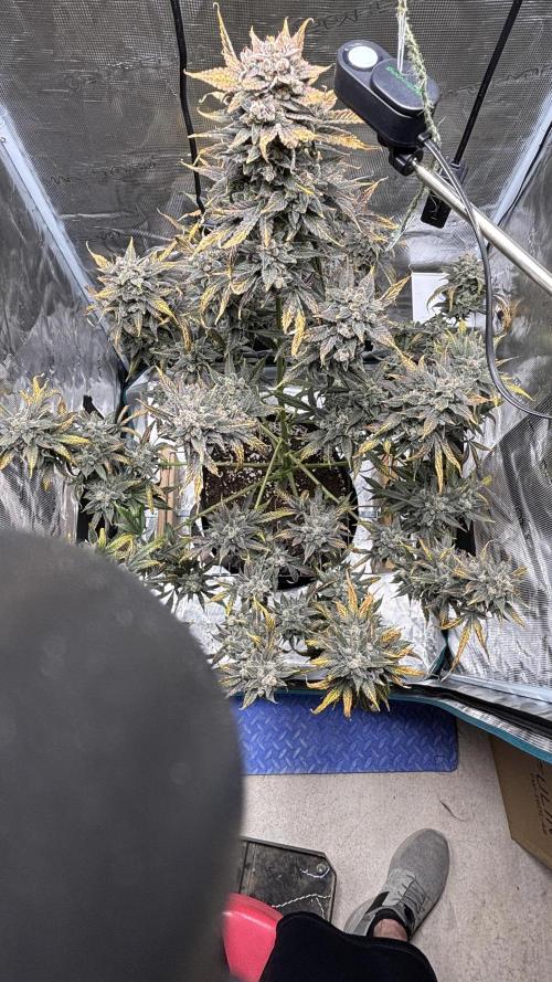 Grow#2. Week 11 - Pipe Light Kent