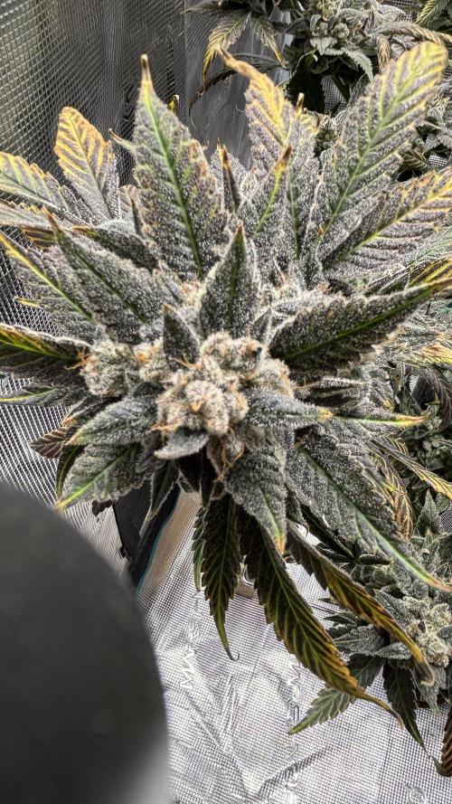 Grow#2. Week 11 - Pipe Light Kent bud