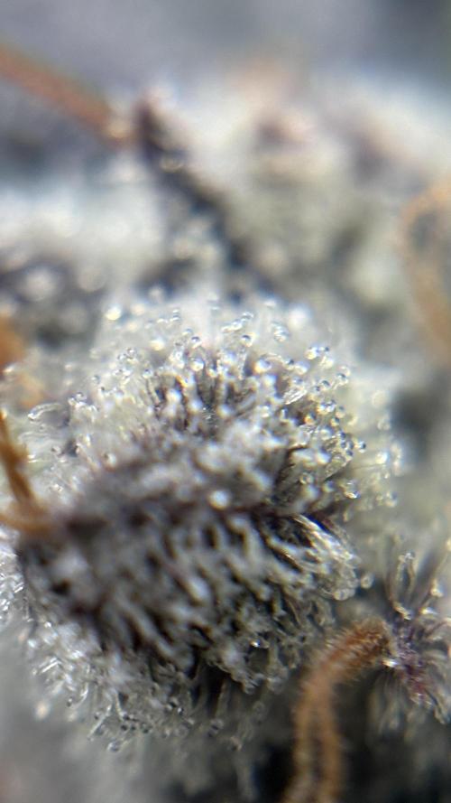 Grow#2. Week 11 - Pipe Light Kent trichomes