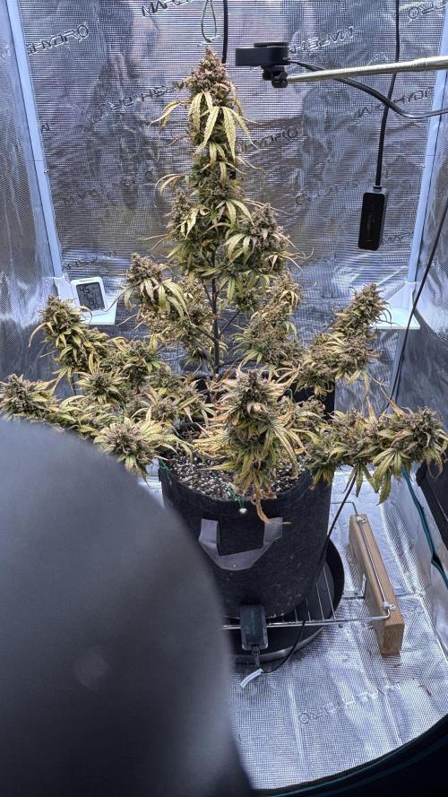 Grow#2. Week 12 - Mimosa Orange Punch