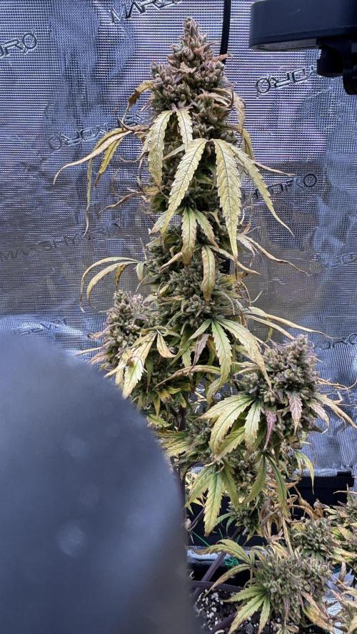 Grow#2. Week 12 - Mimosa Orange Punch