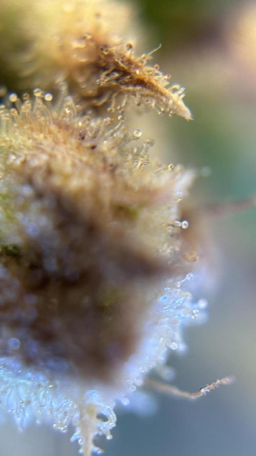 Grow#2. Week 12 - Mimosa Orange Punch