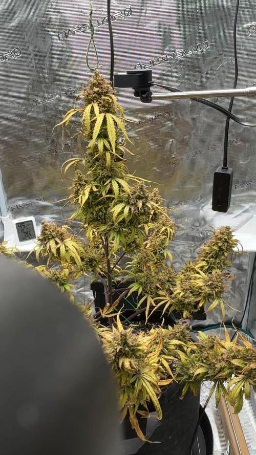 Grow#2