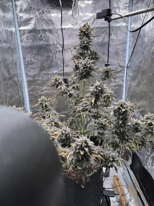 Grow#2. Week 12 - Pipe Light Kent
