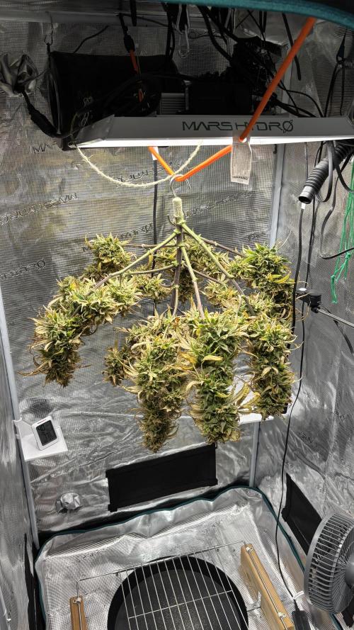 Grow#2. Week 13 - Mimosa Orange Punch: Harvested 24 May 2026