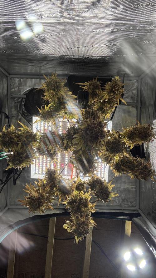 Grow#2. Week 13 - Mimosa Orange Punch: Harvested 24 May 2026
View from floor.