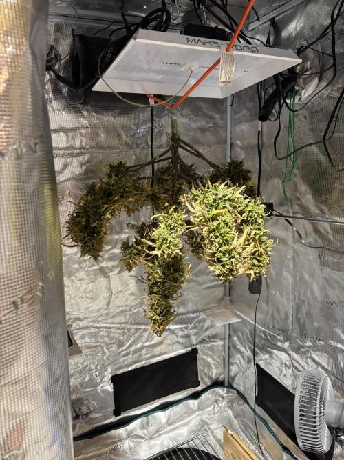 Grow#2. Week 13 - Mimosa Orange Punch: Harvested 24 May 2026
Lights out, Dry time.  