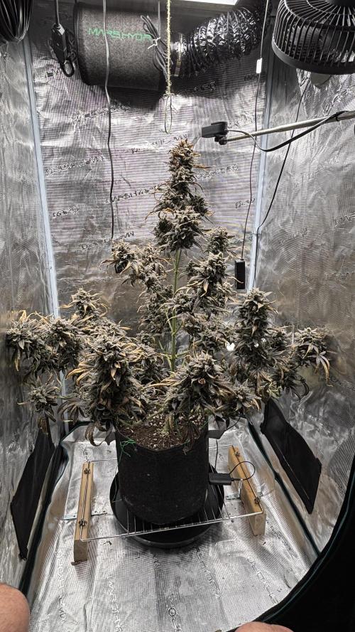 Grow#2. Week 13 - Pipe Light Kent