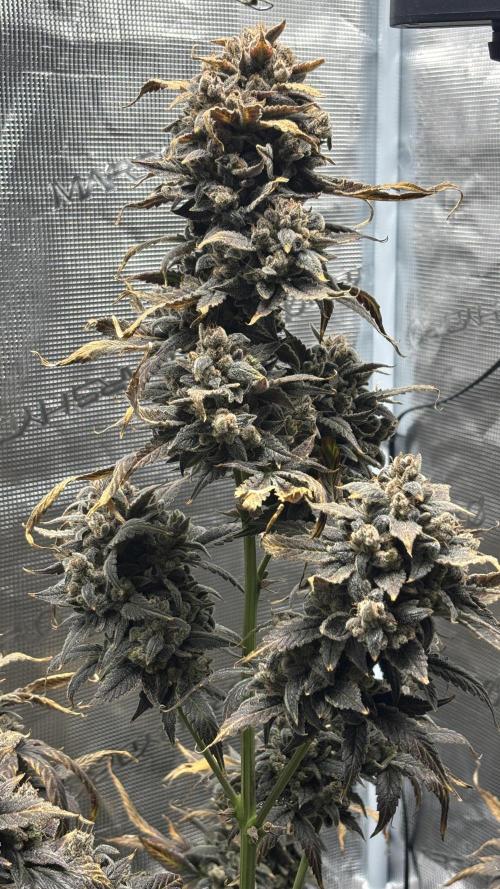 Grow#2. Week 13 - Pipe Light Kent