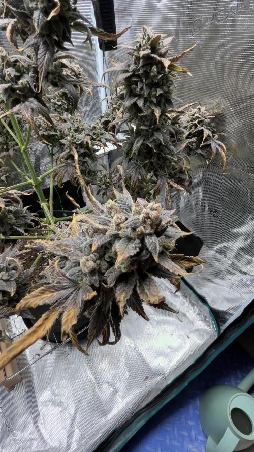 Grow#2
