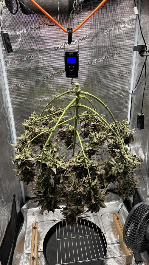 Grow#2. Week 14 - Pipe Light Kent harvested.
Wet weight.