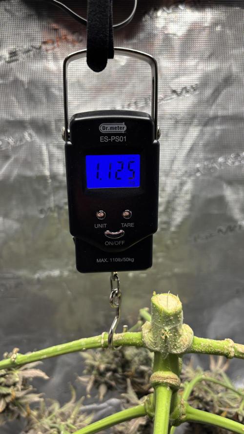 Grow#2. Week 14 - Pipe Light Kent harvested.
Wet weight.