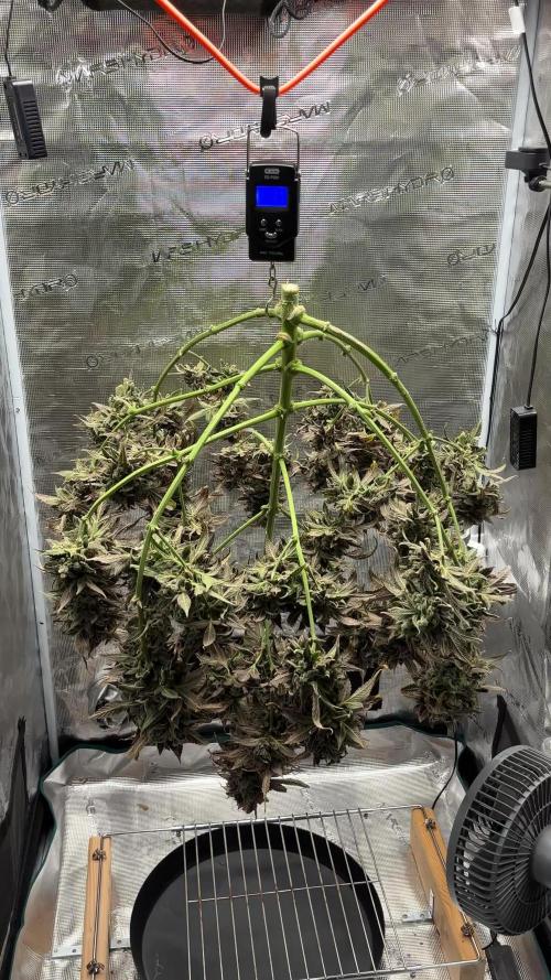 Grow#2
