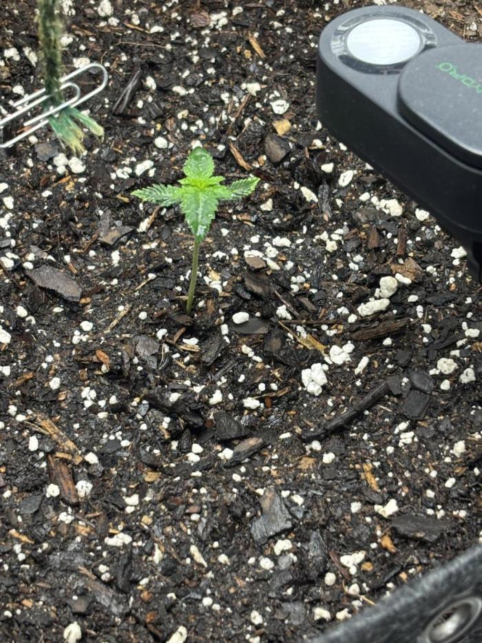 FrostBanger. Week 0 - Seedling