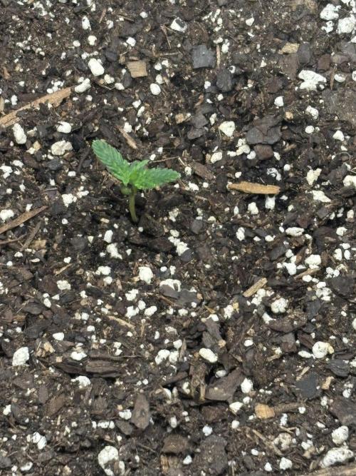 Pound Town Auto. Week 0