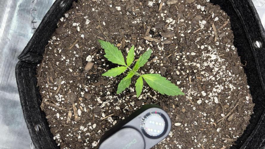 Pound Town Auto. Week 0