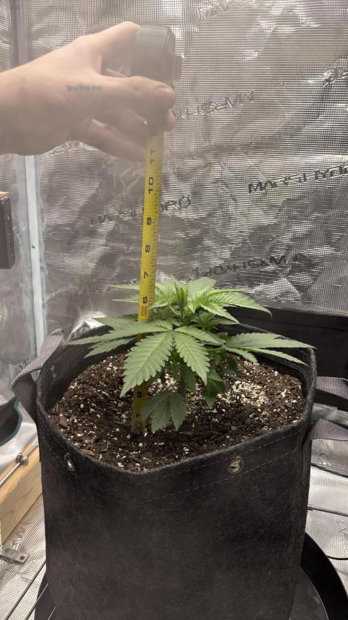 FrostBanger. Week 1 - 23 Sep: Week 1 completed.  