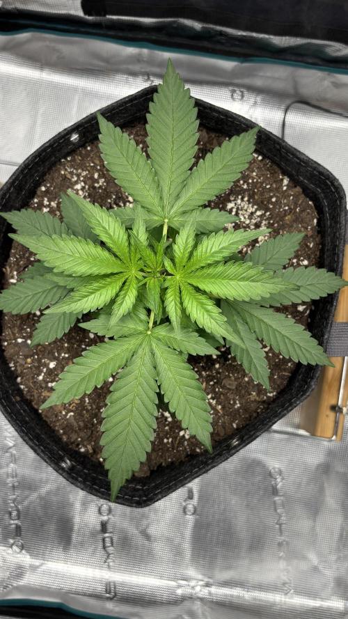 Frostbanger Auto. Week 1
