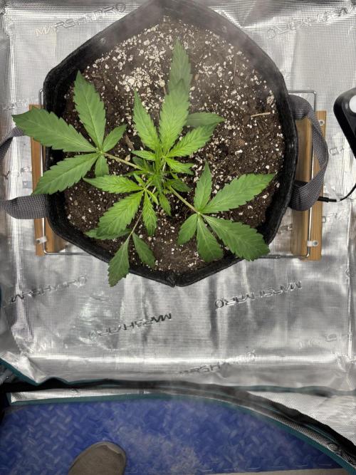 Pound Town. Week 0 - 30 Sept: Vegative stage, Day 1.  