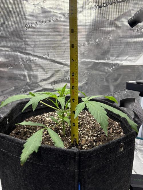 Pound Town. Week 0 - 30 Sept: Vegative stage, Day 1. Height: 5 inches