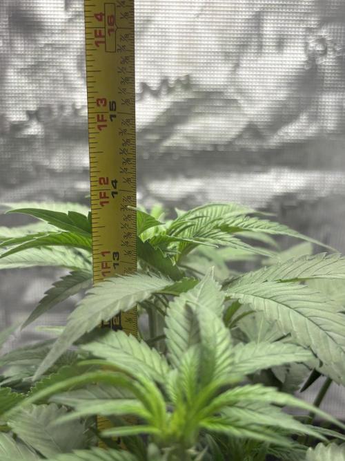 FrostBanger. Week 2 - Veg. wk 2 completed, grew 7 inches.
