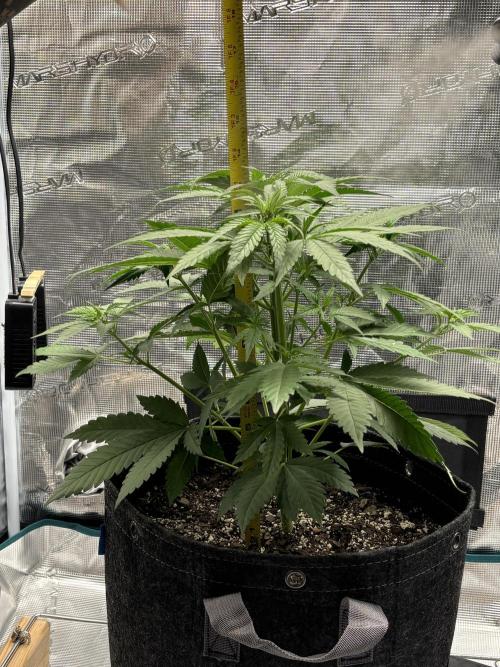 FrostBanger. Week 2 - Veg. wk 2 completed, grew 7 inches.