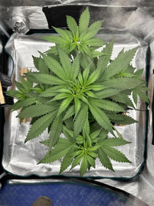 Frostbanger Auto. Week 2