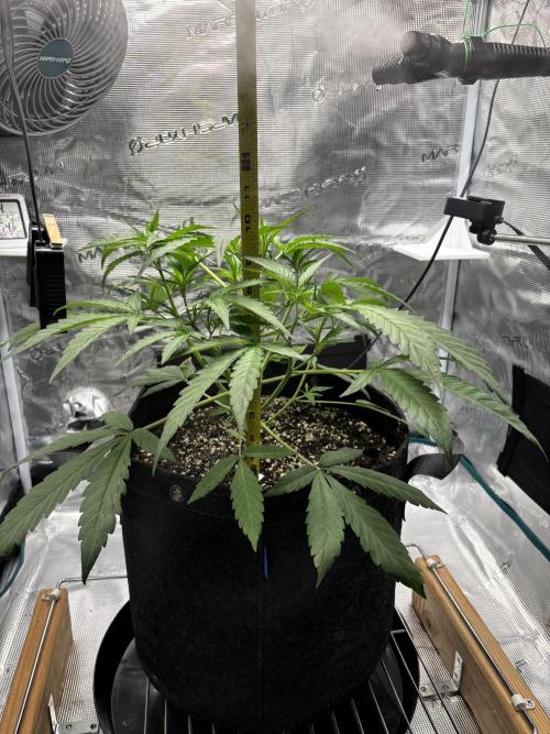 Pound Town. Week 1 - 1st full week Veg. stage.  