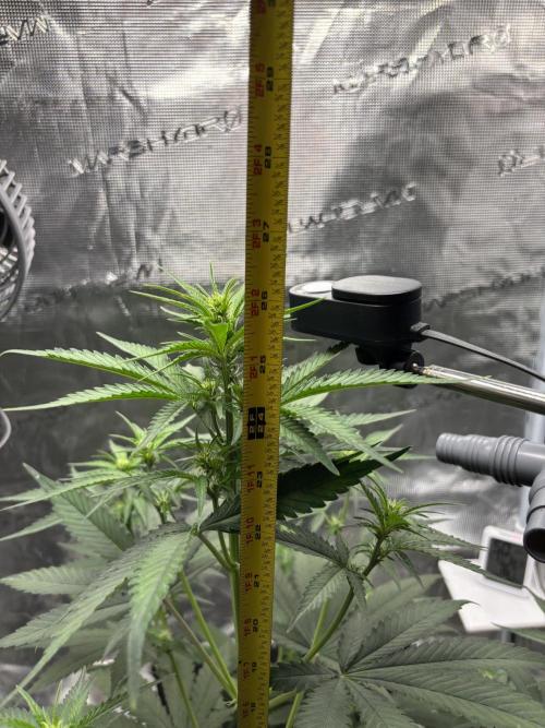 FrostBanger. Week 3 - Big growth this week.