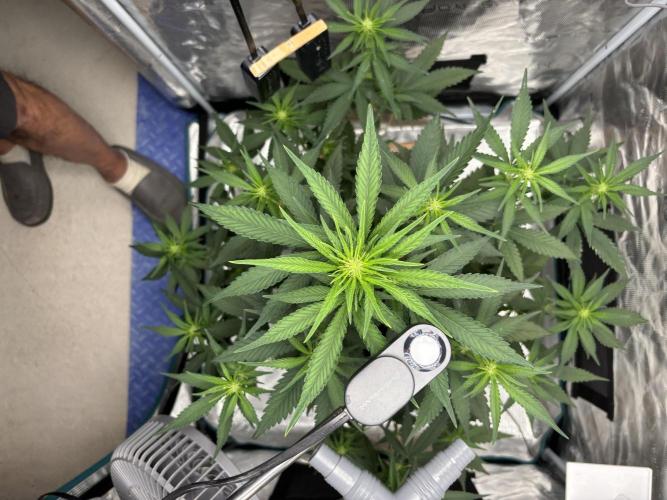FrostBanger. Week 3 - After LST.  