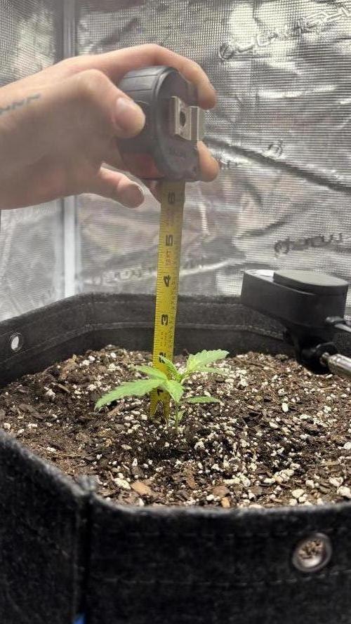 Pound Town. Week 0 - 23 Sep:  Not ready for Veg. stage.